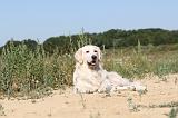 GOLDEN RETRIEVER 228
